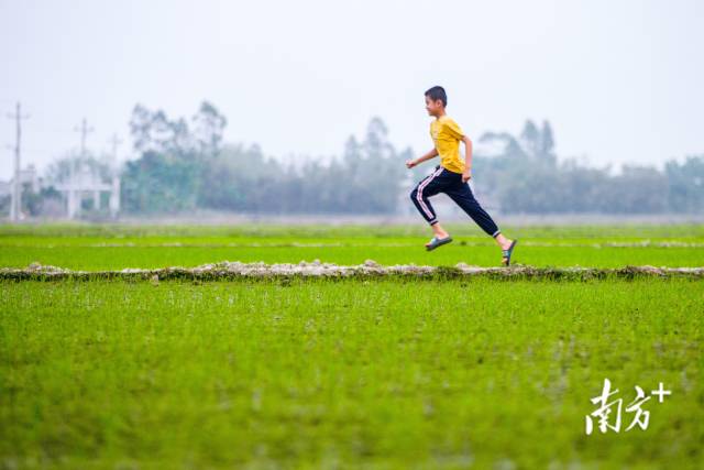 湛江雷州东西洋田，刚放学的孩童在嫩绿的稻田边上奔跑。