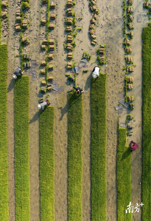汕头市潮阳区关埠镇，锦沣农机专业合作社的社员在育秧基地忙着整理长出秧苗的秧盘。