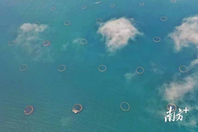 阳江深水网箱产业园大镬岛养殖基地是目前南海养殖规模最大、离岸最远的深水网箱养殖基地，建有深水网箱一百多个。 