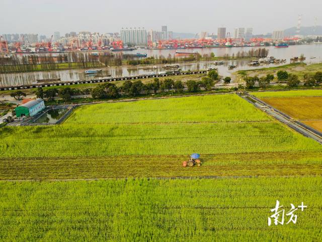3月，在广州黄埔区大吉沙岛隆平试验田，农民驾驶拖拉机在田间耕作。