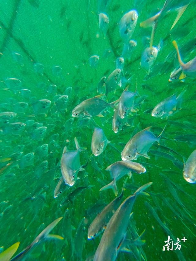 每个网箱内养殖了2-3万斤深海金鲳鱼。