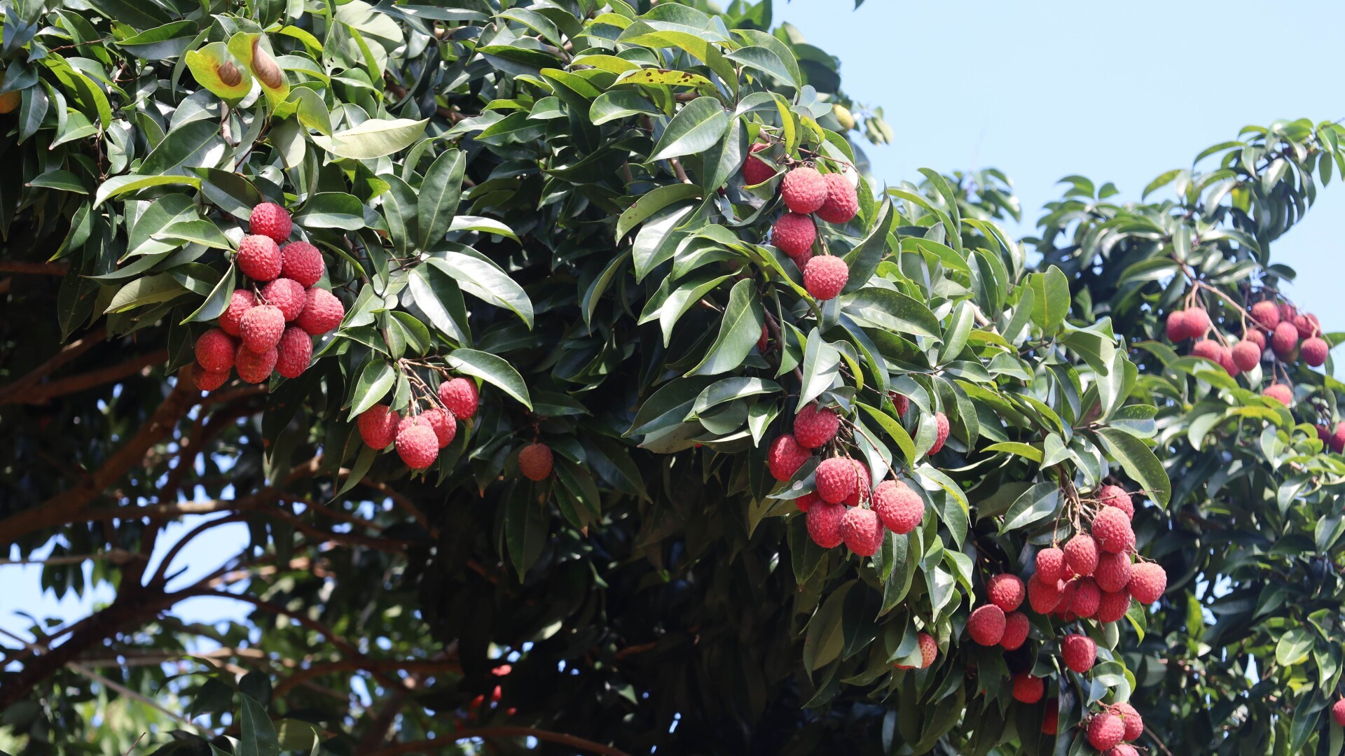 Maoming's agricultural exports exceed 138 billion yuan during 14th Five-Year Plan period