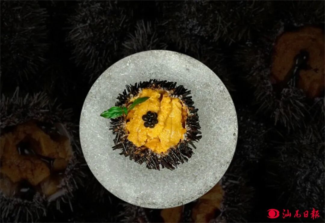 海胆 郑燕珊 摄