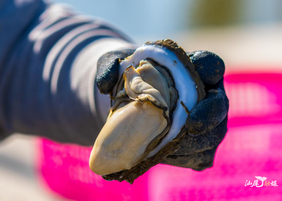 撒贝宁老师都称“没吃过 白活了”的汕尾生蚝图片 陈茂辛 摄