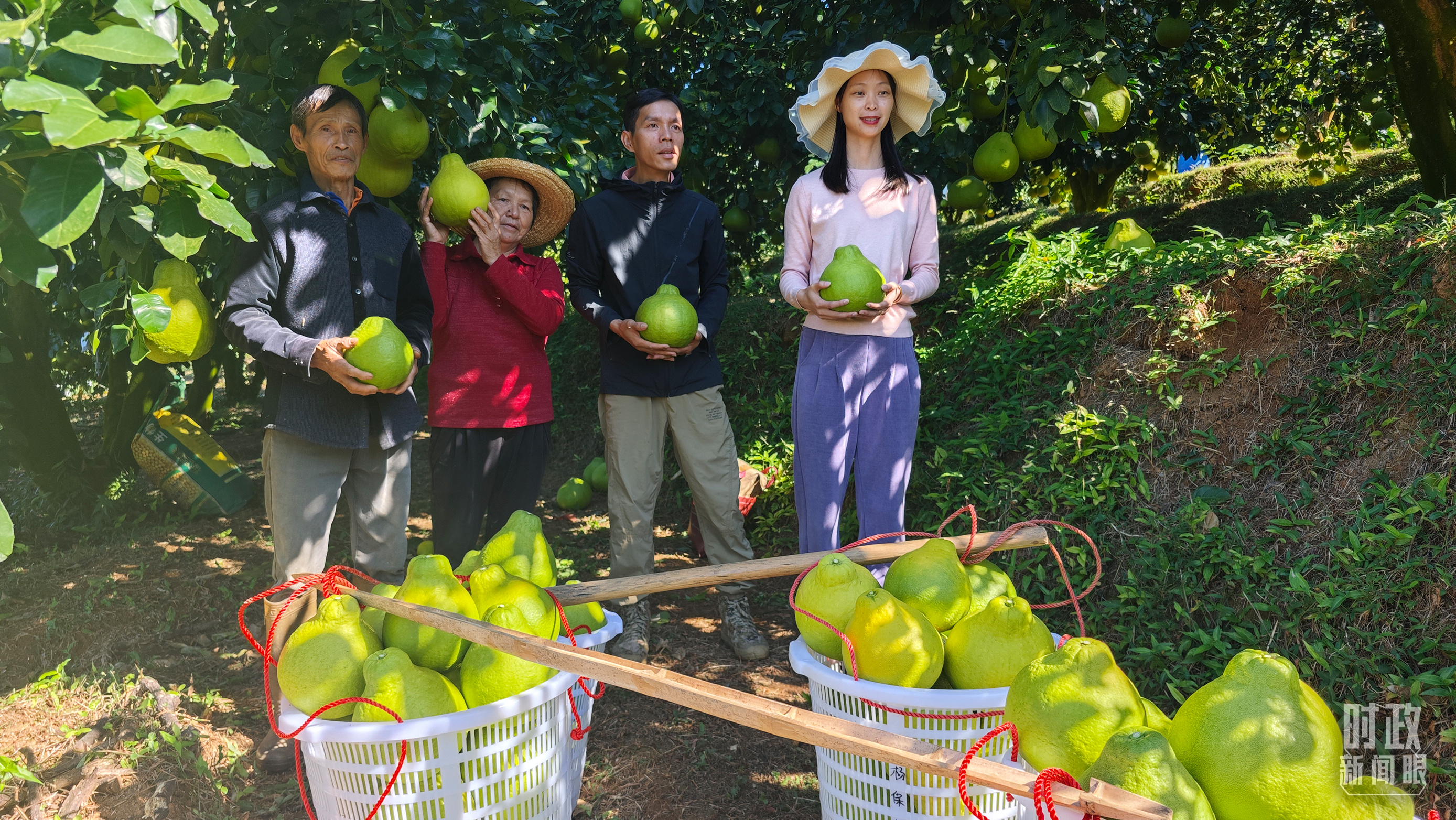 △一颗金色蜜果，连起果农的“钱袋子”、乡村的“幸福路”。（总台央视记者卢心雨、耿小龙拍摄）