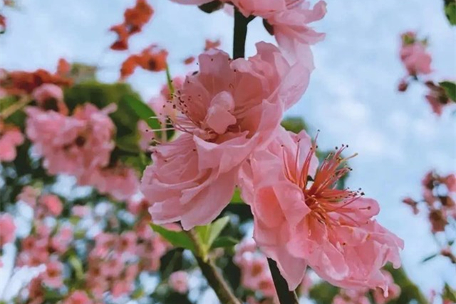 Flowers in full Bloom! Places in Guangzhou you can go...