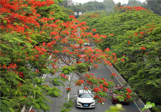 Data View on Green Development in the GBA