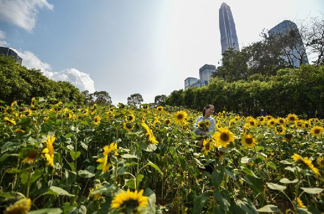 Go green! Shenzhen establishes over 1,000 parks to improve ecological environment