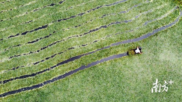 5月22日午后，潮州彩塘，农户在采收菱角。林伟焕 摄