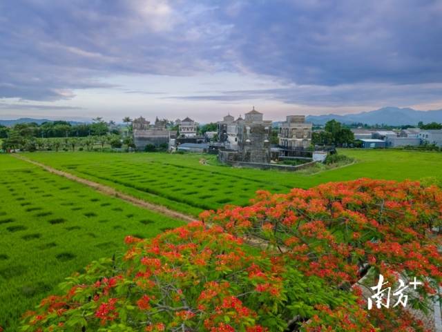 5月21日，江门台山浮月村凤凰花如期开放。获得生命 摄