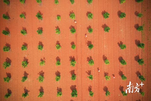 5月19日， 连州市高山村，果农在柚子树下劳作。Friends 摄