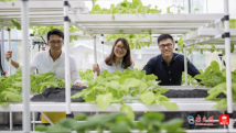根在湾区丨香港“新农人”把江门蔬菜卖往世界 根在湾区丨香港“新农人”把江门蔬菜卖往世界