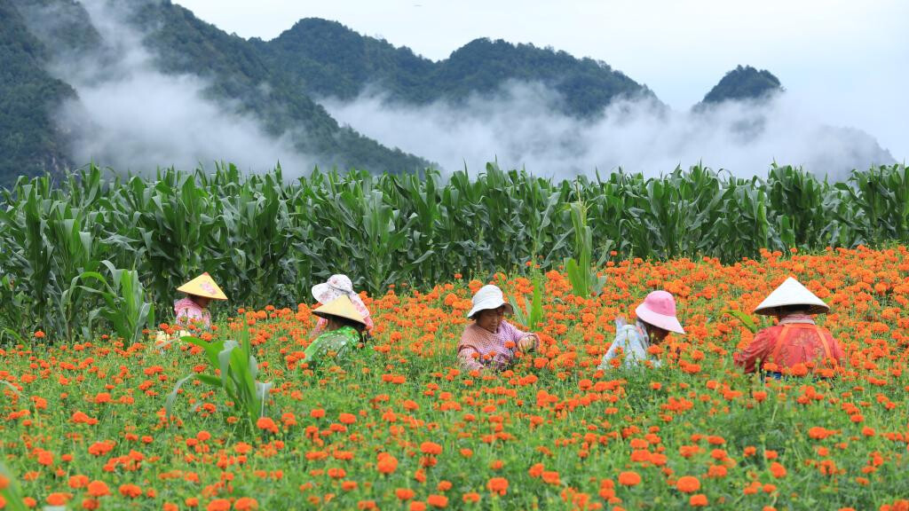 Farmers across China busy with agricultural production in farming season around Dashu