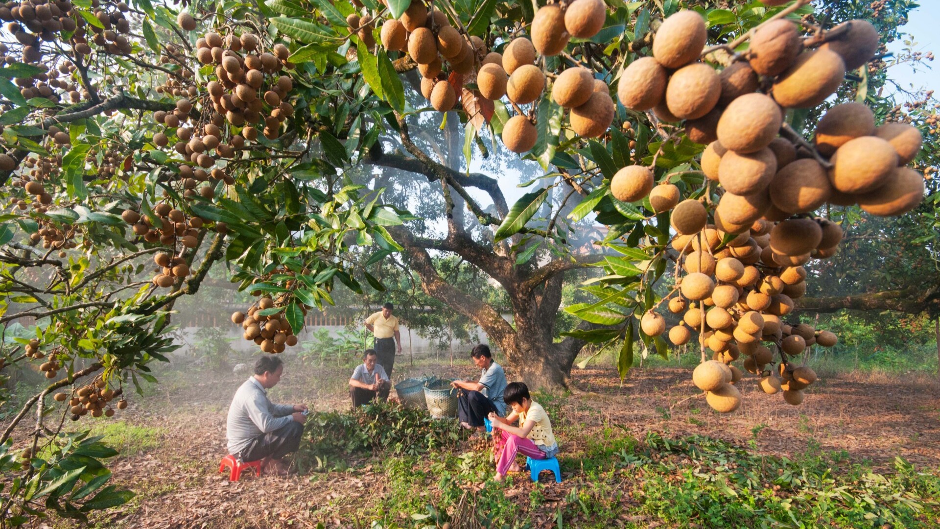 Over 52,000 acres of juicy longan in season in Gaozhou, Maoming