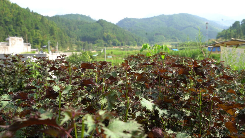 紫苏是清远连山壮族瑶族自治县蒙峒古村特产。图源：广东交通职业技术学院