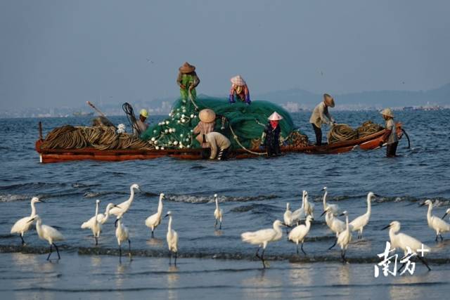 7月30日下午，潮州市饶平县大埕湾，渔民拖网捕鱼，成群的鹭鸟在等待漏网之鱼。轶 摄 南
