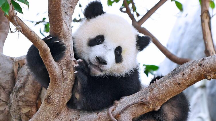 First locally-born giant panda cubs in HK get names