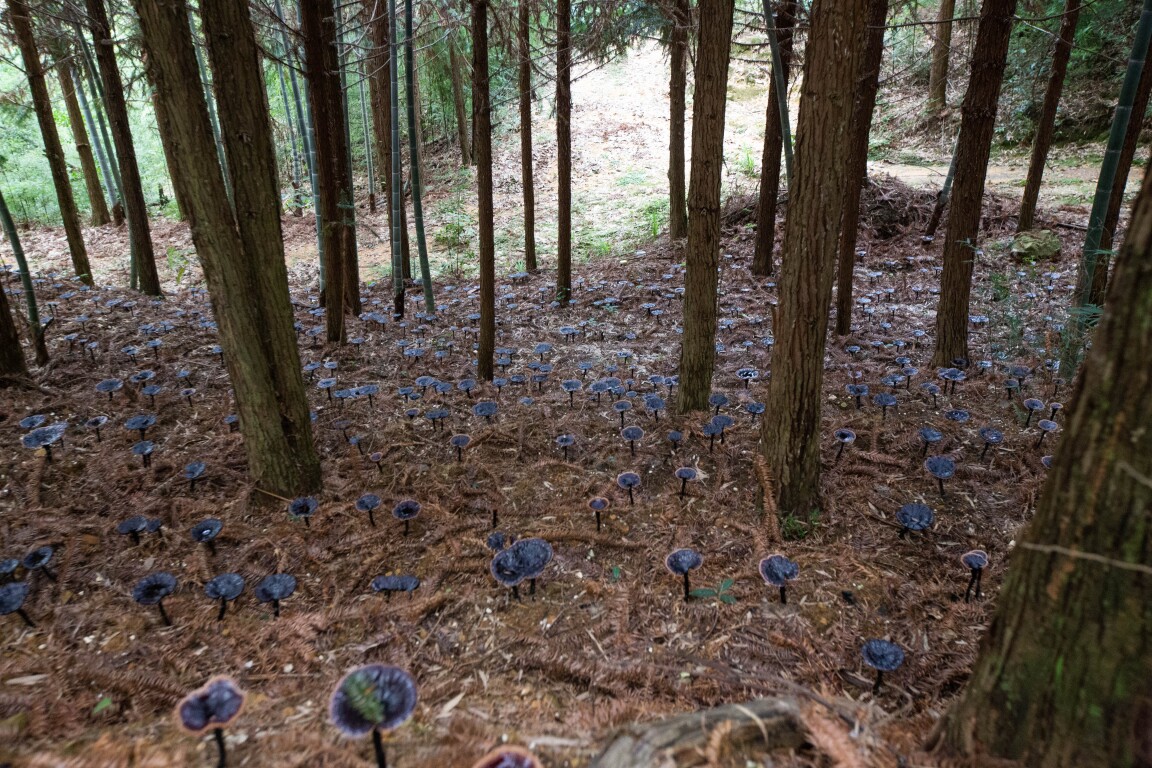 林下仿野生种植灵芝（通讯员供图）