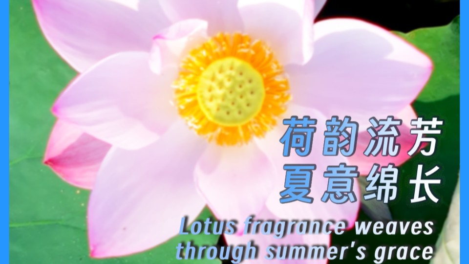 Lotus fragrance weaves through summer's grace