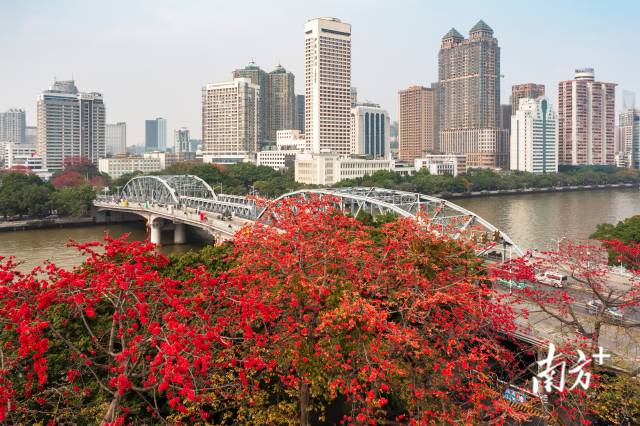 广州海珠桥南岸珠江畔，数棵木棉满树红花。