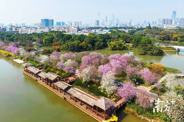 广州海珠，海珠国家湿地公园内，绵延的宫粉羊蹄甲花丛为城市带来暖暖春意。