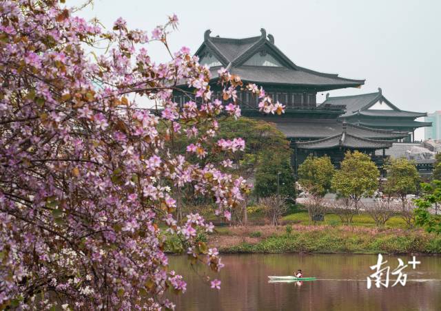 广州海珠湖湿地公园里，盛开紫荆花与广州文化馆新馆交相辉映，游客划船驶过，景色优美。 