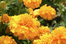 Encounter with romantic spring in Foshan Encounter with romantic spring in Foshan