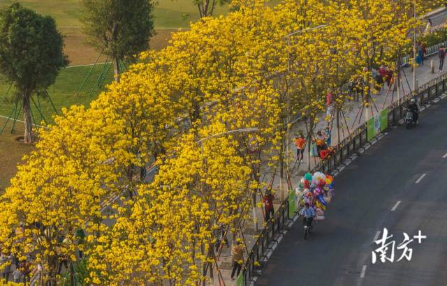 广州海珠，洲头咀公园旁的黄花风铃木应季盛放，不少市民来一览春景。