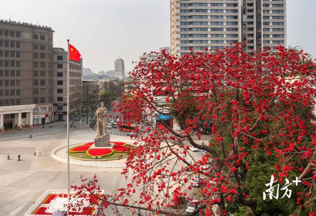 广州海珠广场，春风拂面，春意盎然，木棉竞相绽放。