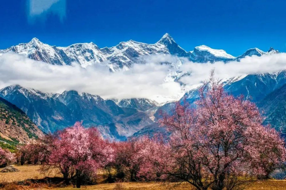 Tibet's Nyingchi invites Guangdong residents to enjoy the wonderful landscape