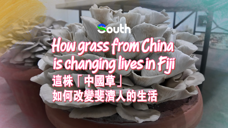 How grass from China is changing lives in Fiji