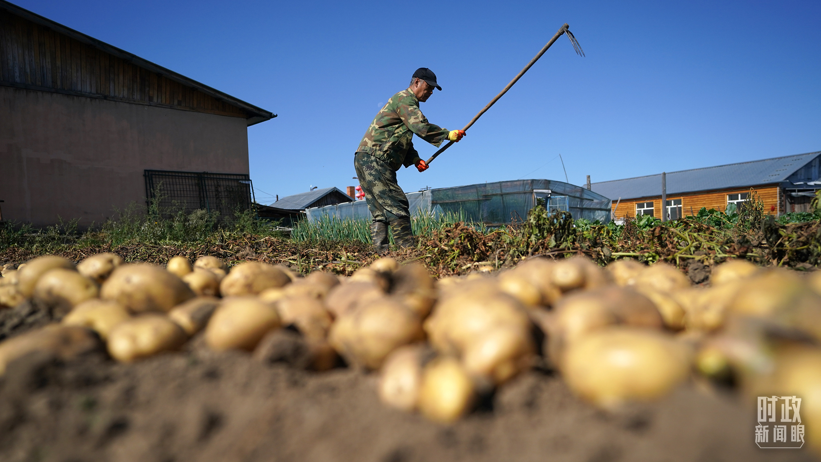 位于我国大陆最北端的北极村村民正忙着采收自家土豆。（总台国广记者李晋拍摄）