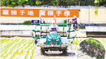 广东“五良”融合提高粮食单产 广东“五良”融合提高粮食单产
