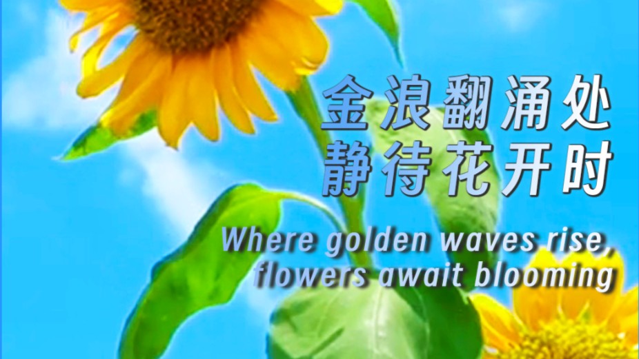 Where golden waves rise, flowers await blooming