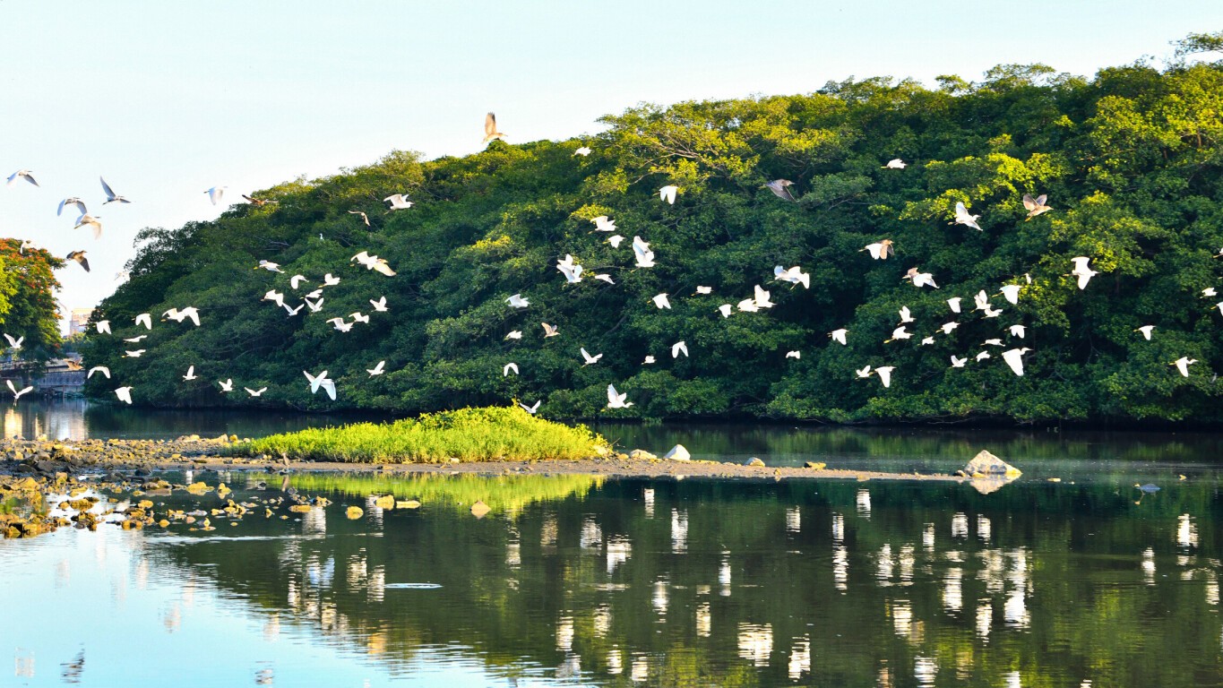 Jiangmen's "Birds' Paradise" to take flight at Osaka World Expo