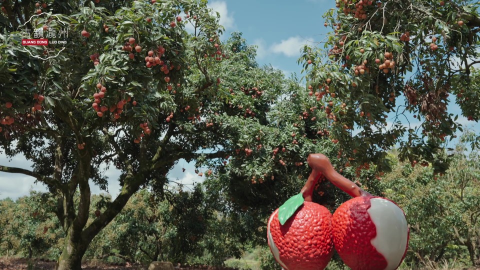 A nostalgic glimpse of lychee harvest season in Luoding, Yunfu