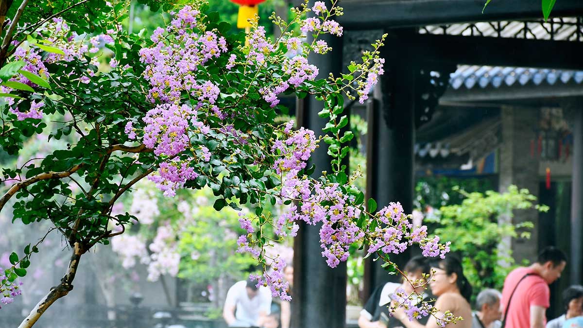 Lingnan garden hosts summer wisteria festival