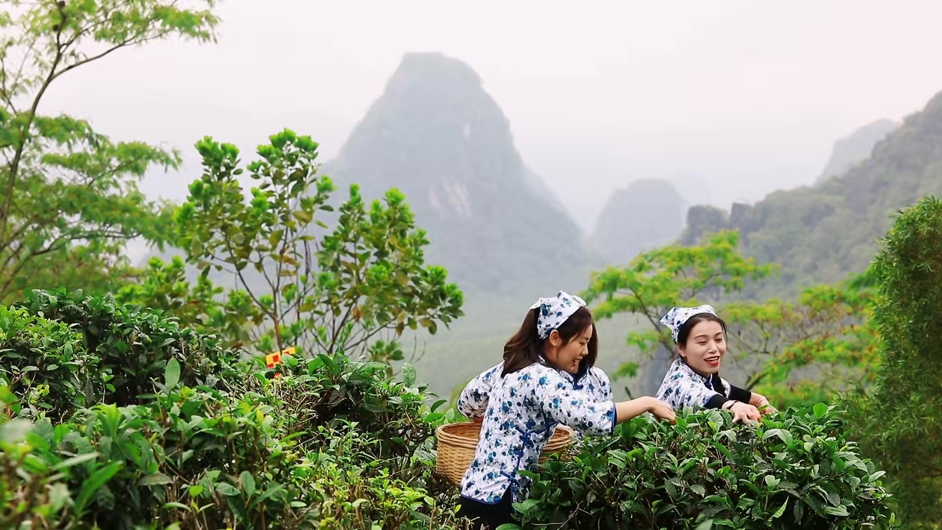 罗定春茶飘香 茶农采茶忙