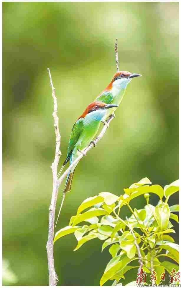 “中国最美小鸟”蓝喉蜂虎。现身