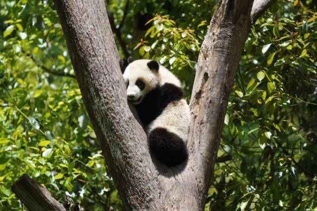 一只大熊猫幼崽爬到树干上休息。