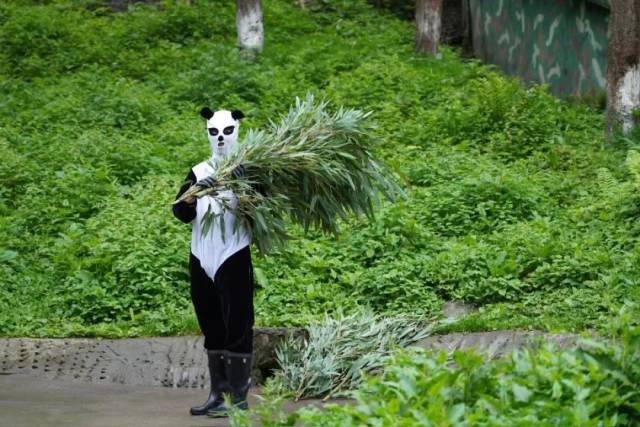 穿着伪装服的牟仕杰为大熊猫扛来一把新鲜的竹子。