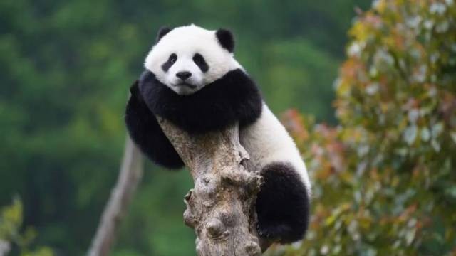 汶川大地震后香港援建的这座熊猫基地里，有一段国宝“牵线”的爱情