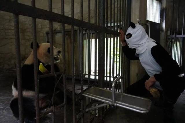 穿着伪装服的牟仕杰与接受野化训练的大熊猫“辉辉”对望。