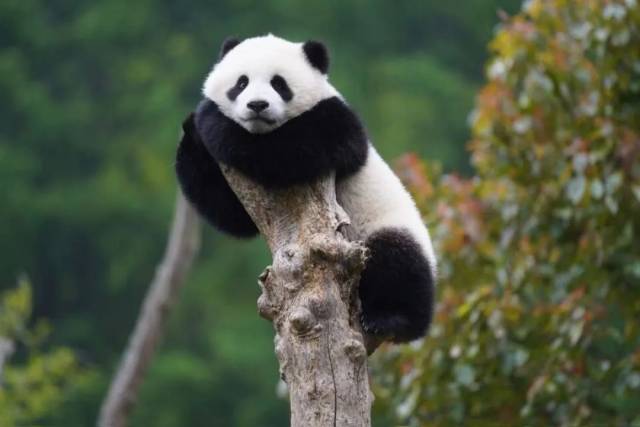 一只大熊猫幼崽趴在树干上休息。