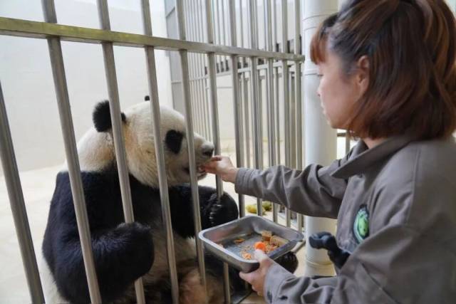 郎舜筠将切好的胡萝卜、馒头等端到大熊猫的圈舍，亲手为大熊猫“森森”喂食。