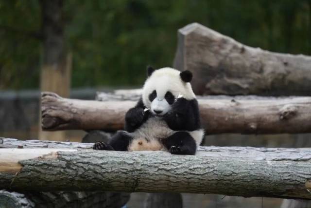 大熊猫幼崽握着新鲜的竹子在啃食。