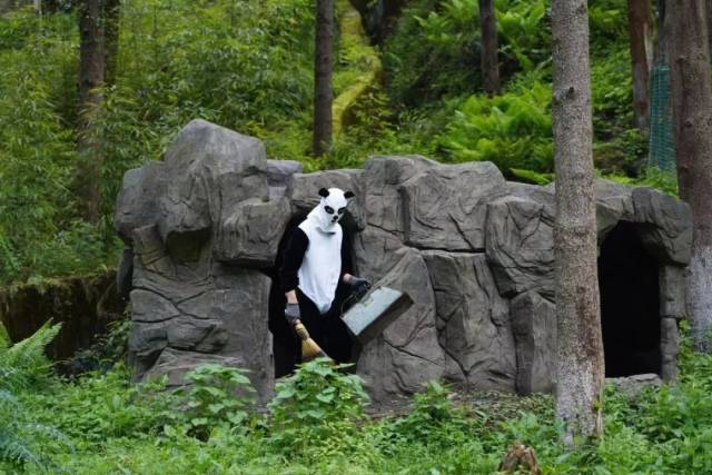 卧龙核桃坪基地的饲养员牟仕杰穿着伪装服，在大熊猫野化训练圈舍里打扫卫生。