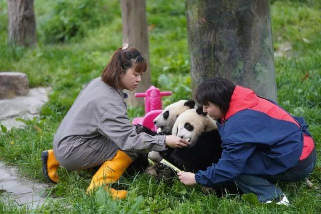 郎舜筠与同事为大熊猫幼崽喂食。