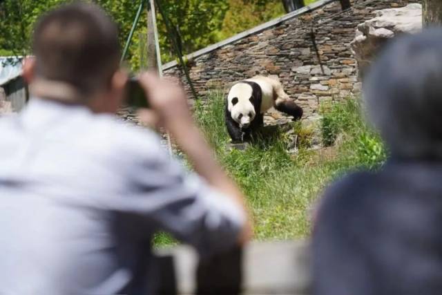 卧龙神树坪基地的游客在拍摄大熊猫“雅星”。