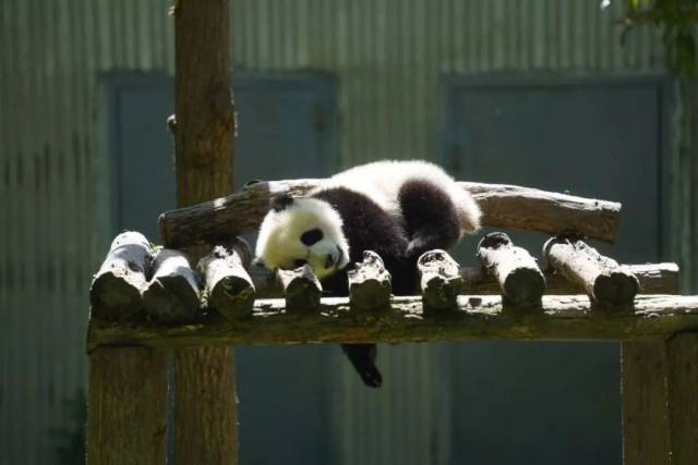 大熊猫幼崽侧卧在架子上沐浴阳光。